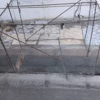 فروشی تعدادی کفتر|پرنده|بیرجند, |دیوار