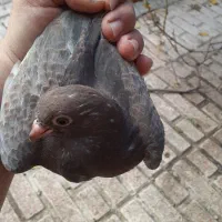 نیمچه زینتی