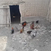 مرغ محلی