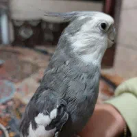 عروس هلندی وات فیس نیمه رام