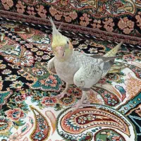 عروس هلندی گلباقالی ماده