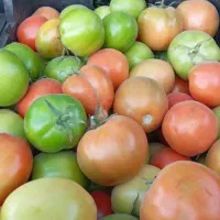 گوجه سبز دو رنگ  هفت تن کیلو  15 تو مان