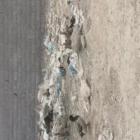 مرغ وخروس محلی