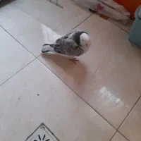 کبوتر پرشی|پرنده|تهران, دکتر هوشیار|دیوار