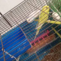 مرغ عشق|پرنده|کشکوئیه, |دیوار