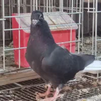 جوجه پلاکی نر|پرنده|برازجان, |دیوار