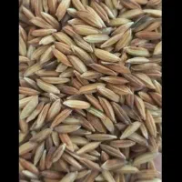 فروش شلتوک عنبر بو خوزستان