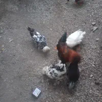 مرغ خروس لهستانی پاپر|پرنده|رودبار, |دیوار