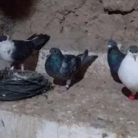 کبوتر کبوتران خوب و سالمی هستند|پرنده|سلامی, |دیوار