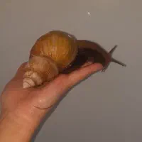 حلزون آچاتینا اسکارگو|آرایشی، بهداشتی، درمانی|میاندوآب, |دیوار