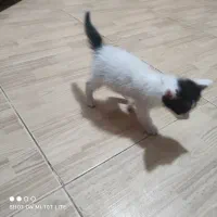 گربه|گربه|شیراز, شهرک مخابرات|دیوار