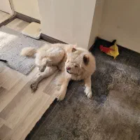 سگ چاو چاو نر زبان بنفش اوکراینی