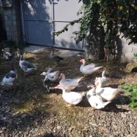 غاز،اوکراینی،اردک اسرائیلی،مرغ روسی