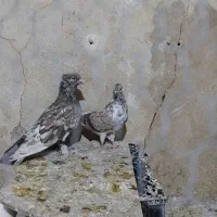 کفتر|پرنده|قم, حاج زینل|دیوار