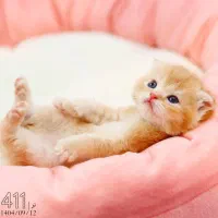 فروشگاه میوشاپ گربه اسکاتیش/بریتیش/پرشین|گربه|تبریز, |دیوار