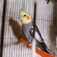 عروس سیامون نربالغ سه عدد