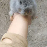 خرگوش مینی لپ مینیاتوری|موش و خرگوش|مشهد, طبرسی شمالی|دیوار