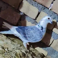 کفتر|پرنده|سده (خراسان جنوبی), |دیوار