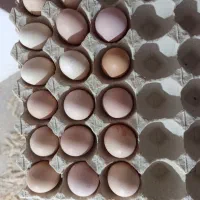 تخم مرغ محلی تازه
