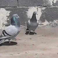 کبوتر مسافتی