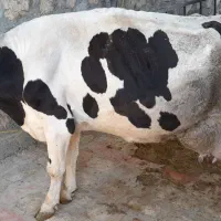 گاو هلشتاین باگوساله مونتبلیار سیمینتال|حیوانات مزرعه|کوهدشت, |دیوار