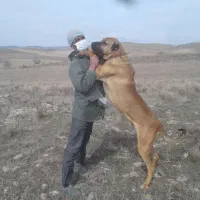 سگ سرابی