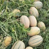 مزرعه ی خربزه جانا|عمده‌فروشی|اردبیل, |دیوار