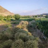 یونجه