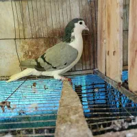 کبوتر ماده دمگیر سینه دمپاک|پرنده|اصفهان, جاوان|دیوار