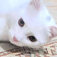 پرشین ـ اسکاتیش