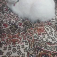 گربه پرشین به سرپرستی واگذار فقط فقط شهرستان کاشمر