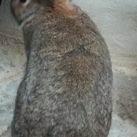 خرگوش|موش و خرگوش|ورامین, ورامین|دیوار