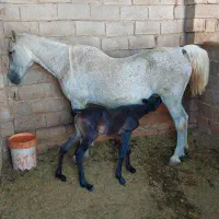 کره اسب|اسب و تجهیزات اسب‌سواری|داراب, |دیوار