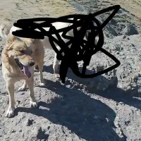 سگ گله ای|سگ|مرند, |دیوار