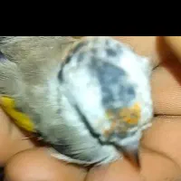 سهر|پرنده|خلخال, |دیوار