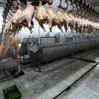 استخدام کارگر ساده در کشتارگاه صنعتی بخش همبرگر|استخدام صنعتی، فنی، مهندسی|گرگان, |دیوار