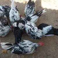 خروس گلین فروشی