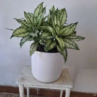 گل بونسای خرفه یشم آگلونما یوکا گلدان سفالی