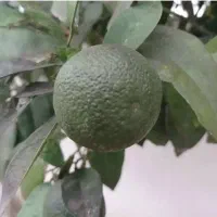 فروش پرتغال تامسان وخونی موجوده قیمت 30|حراج|عباسآباد, |دیوار