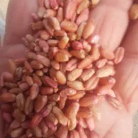 جو و گندم بذری|خدمات باغبانی و درختکاری|گمیشان, |دیوار