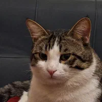 گربه dsh گمشده