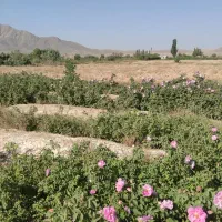 فروش یک ساعت سهم آب کشاورزی روستای ازوار کاشان|فروش دفتر صنعتی، کشاورزی، تجاری|کاشان, درب جوشقان|دیوار