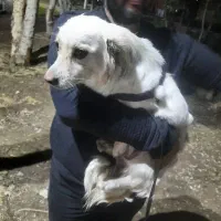 سگ پیدا شده|حیوانات|تهران, سبلان (لشگر)|دیوار