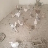 مرغ