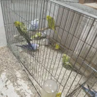 تعدادی پرنده خونگی