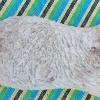 خیگ روغنی|ظروف نگهدارنده، پلاستیکی، یک‌بارمصرف|لردگان, |دیوار