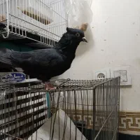 کفتر|پرنده|مشهد, شیرحصار|دیوار