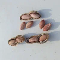 فروشی بادام زمینی گلی آفتاب خشک