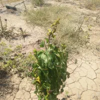زمین-ویلایی-در-صوفیان