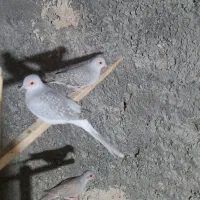 کبوتر خانگی|پرنده|بندرعباس, |دیوار